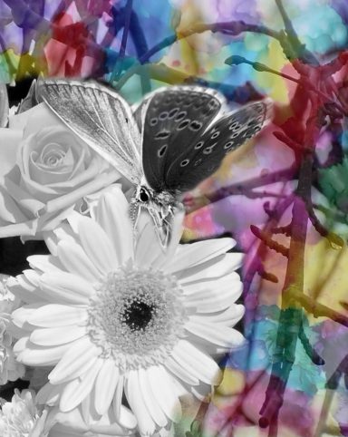 A monochrome flower arrangement with a decorative butterfly, set against a vibrant abstract background.